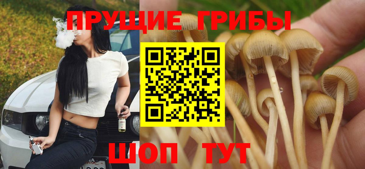 Галлюциногенные грибы мицелий  закладка  Гудермес  Вход с VPN  Галлюциногенные грибы Psilocybe 